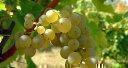 SAUVIGNON BLANC