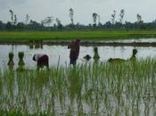 Birmanie agriculteurs frappés Nargis tournent vers pêche