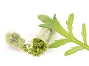 COVID GLIOBLASTOME bienfaits Sweet Annie