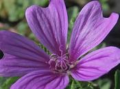 Mauve sauvage (Malva sylvestris)