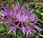 Centaurée jacée (Centaurea jacea)