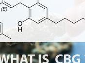 favorisent cicatrisation osseuse apaisent douleur