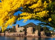 Côte d’Azur s’éveille chaque hiver dans éclat doré grâce mimosa.