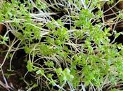 Risotto crémeux parmesan cresson alénois