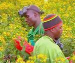 Kenya fleurs