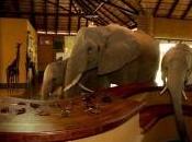 éléphants sentent comme chez dans hôtel