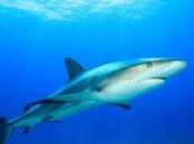 homme jette l'eau pour sauver chien attaqué requin