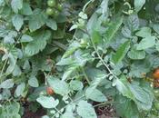 Clafoutis tomates cerises thym chÈvre.