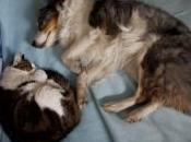 animaux compagnie, victimes collatérales procédures divorce