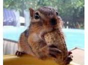 écureuil cacahuètes