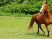 jeune jument termine tête coincée dans tronc d'arbre
