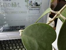 Midori-san plante blog