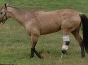 cheval amputé seconde chance grâce prothèse
