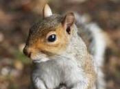 brochettes d'écureuil gris menu d'un restaurant pour sauver écureuils roux