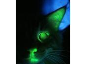 Incroyable chat phosphorescent dans noir