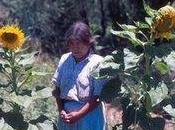 Mexique: tournesol cultivé plus qu'on croyait