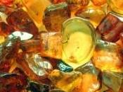 Découverte plancton marin fossilisé dans l'ambre