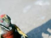 arbre ressemblant Godzilla enflamme médias japonais -Vidéo-