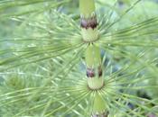 prêle, composant cosmétique