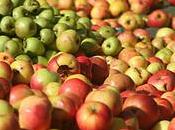 Défendre biodiversité (re)découvrir pommes grands-pères