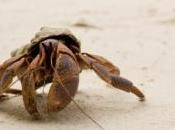 homme arrêté pour trafic bernard-l'ermite