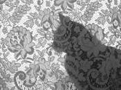 images chat porte lentilles contact