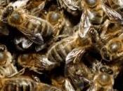 abeilles formées détecter drogue