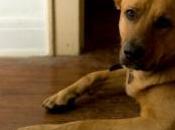 objets plus bizarres avalés chiens