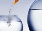 poisson survit heures hors l'eau