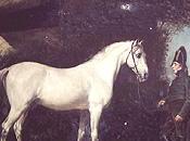 Napoléon cheval