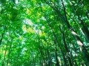 petite fille survit cinq jours seule dans forêt