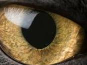 L'extermination chats effets néfastes espèces l'île Macquarie