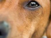 Avoir chien serait émotionnellement aussi fort qu'avoir enfant