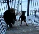 chien monte escaliers comme homme