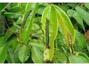 Libéria invasion chenilles dévastatrices