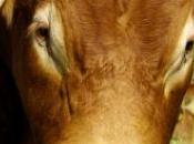 torero taureaux lors d'une corrida