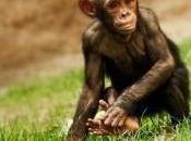 sentiment d'amour développe plus vite chez jeunes chimpanzés bébés