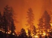 feux forêts étroitement liés réchauffement climatique