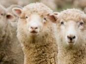 Fièvre catarrhale ovine campagne vaccination nationale poursuit
