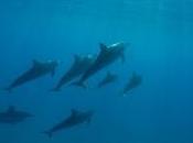 Plusieurs centaines dauphins sauvés justesse l'échouage