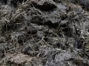 fumier pour chauffer plusieurs millions logements