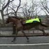 cheval garde républicaine s’emballe dans rues Paris