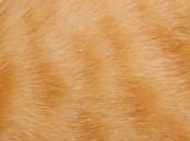 pompiers font pieds mains pour récupérer chat perché plus mètres