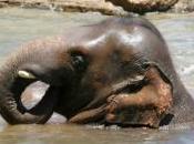 santé éléphants menacée captivité pour cause dépression