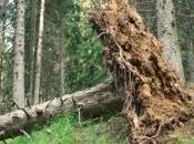 Tempête Klaus millions d'euros supplémentaires pour replanter