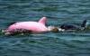 dauphin rose pink dolphin