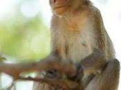 macaques servant cheveux guise dentaire, découvrez vidéo