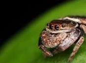 Araignées sauteuses grenouilles naines plus nouvelles espèces découvertes Papouasie-Nouvelle-Guinée