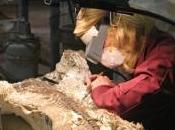 Découvrez images plus vieux fossile poisson osseux jamais découvert