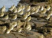 Réchauffement climatique déclin certains insectes pourrait annoncer l'extinction nombreux oiseaux